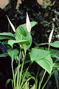 Spathiphyllum Tasson